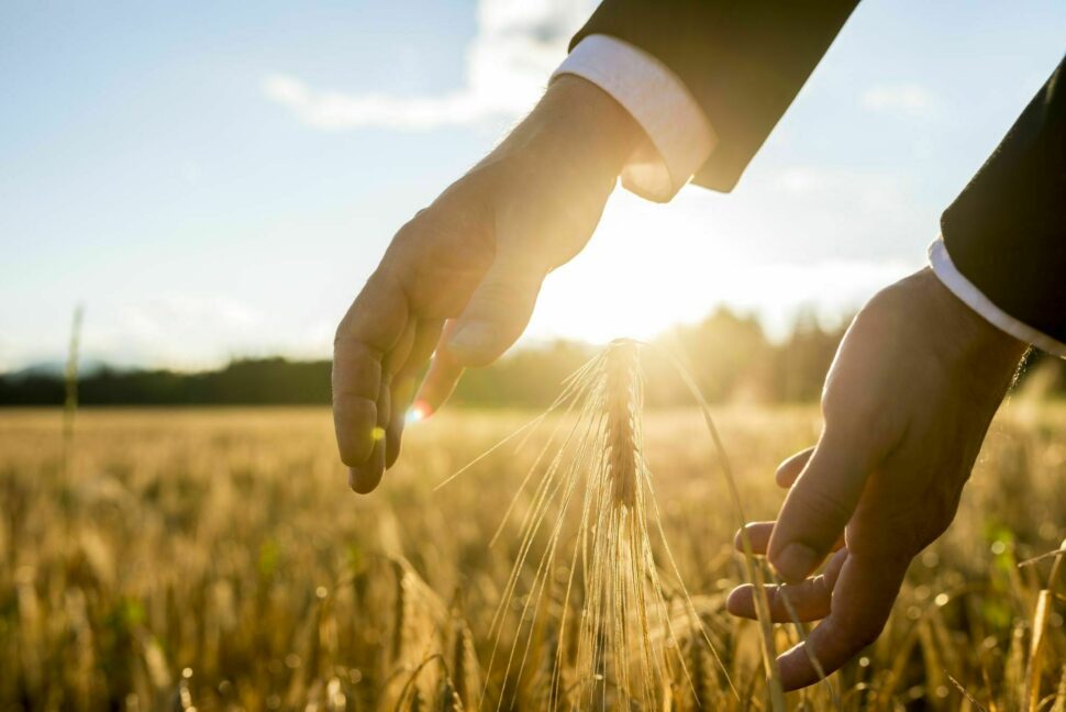 Hands gently touching wheat in a sunlit field
